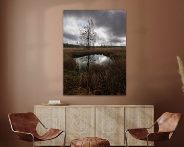 Serene Hoogveenvijver in de Belgische Ardennen: Een Moment van Reflectie van Hevonax Photography