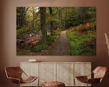 Betoverend Boslandschap met Houten Wandelpad: Belgische Ardennen van Hevonax Photography