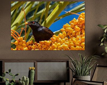 A blaze of colour in the savannah - Namibia's birdlife in gold and green by Fototante