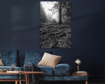 De Diepte van de Natuur: Wortels en Mistig Boslandschap van Hevonax Photography
