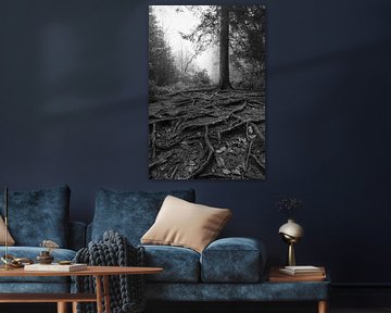 Nature's Depth: Roots and Misty Forest Landscape by Hevonax Photography