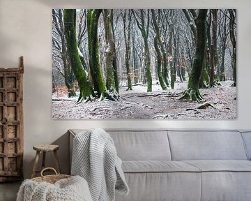 Betoverend Winterbos: Sneeuw en Mos in Harmonie