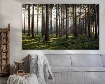 Een Betoverend Bos: Zonnestralen in een Groen Paradijs