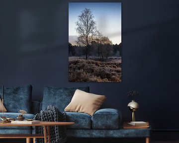 Winterse Rust: Een Bevroren Moment in de Natuur