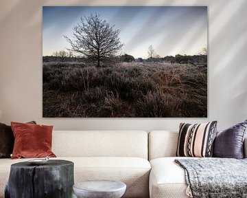 Winterheide: Eisige Ruhe in der Morgenröte von Hevonax Photography