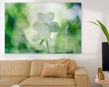 Flower of hydrangea