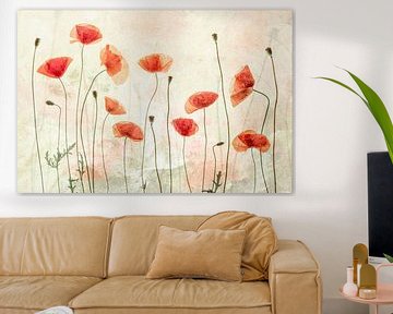 Poppies