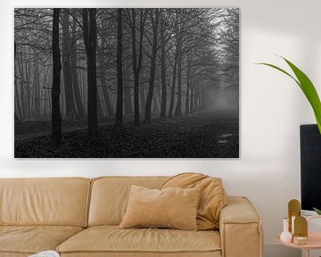 Forest in mist
