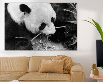 Ruhige Fütterungszeit des Großen Pandas – Schwarz-Weiß-Nahaufnahme