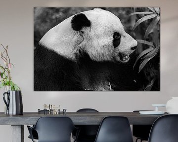 Porträt des Großen Pandas – Schwarz-Weiß-Nahaufnahme