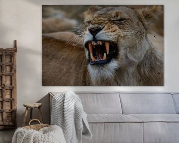 Roaring lion