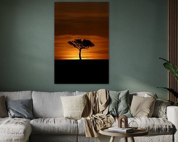 Acacia tijdens de Afrikaanse zonsondergang