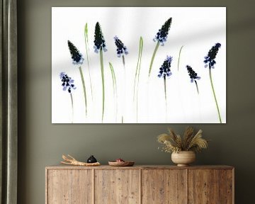Grape hyacinths