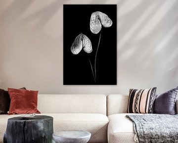 Anthurium