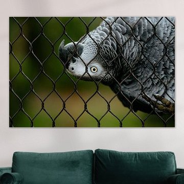 Parrot