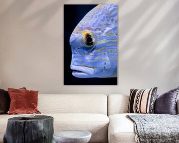 Vis