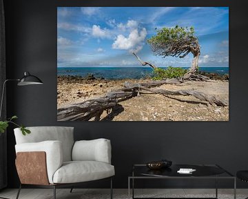 Divi divi tree