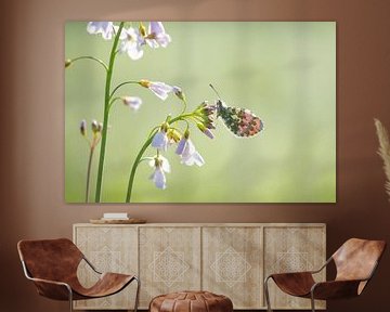 Orange tip tip