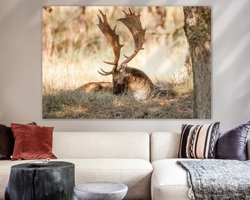 Hert met majestueus gewei van Jules Captures - Photography by Julia Vermeulen