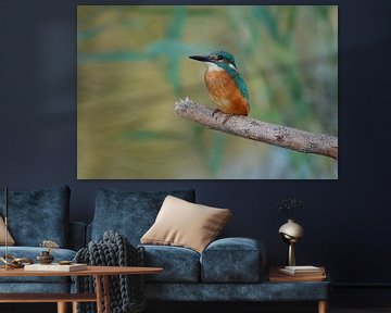 IJsvogel van Babette van den Berg