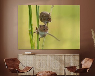 Dwarf mice