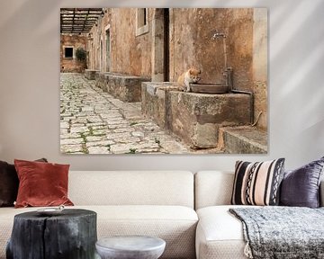 Cat in Arkadi by Elles Rijsdijk