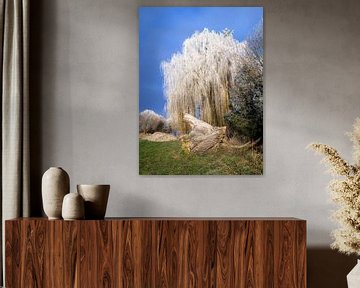 Treurwilg bedekt met rijp van ManfredFotos