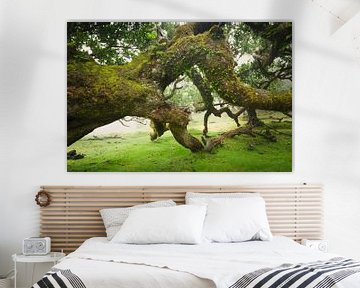 Enchanted Lands – Oude Eucalyptusboom in het Fanal Bos, Madeira