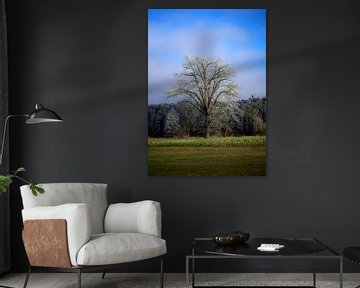 Winterlandschap met een ijzige boom van ManfredFotos