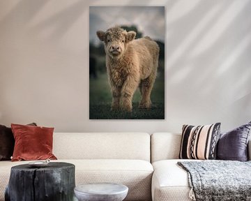 Schotse hooglander in natuurgebied van Dirk van Egmond