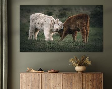 Schotse hooglanders in natuurgebied Lentevreugd van Dirk van Egmond