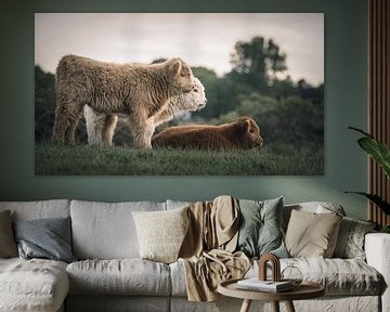Schotse hooglanders in natuurgebied van Dirk van Egmond