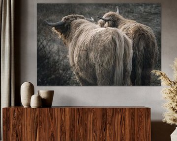 Schotse hooglanders in natuurgebied van Dirk van Egmond
