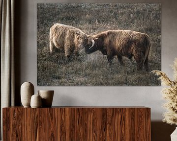 Schotse hooglanders in natuurgebied van Dirk van Egmond