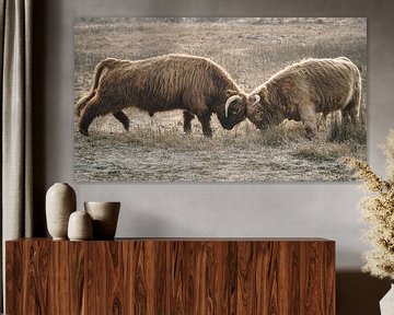 Schotse hooglanders in natuurgebied van Dirk van Egmond