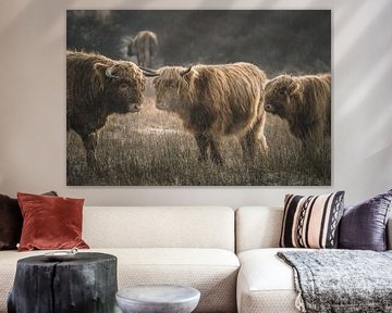 Schotse hooglanders in natuurgebied van Dirk van Egmond