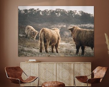 Schotse hooglanders in natuurgebied van Dirk van Egmond