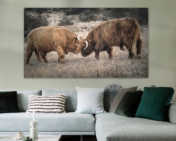 Schotse hooglanders in natuurgebied van Dirk van Egmond