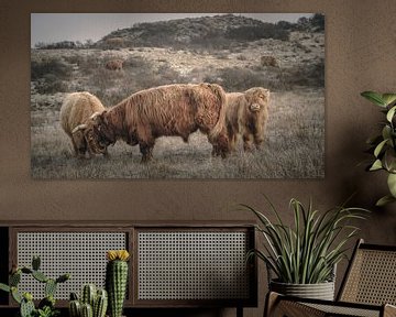Schotse hooglanders in natuurgebied van Dirk van Egmond