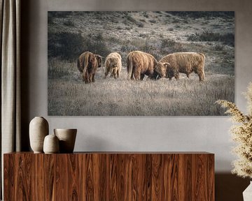 Schotse hooglanders in natuurgebied bij Katwijk van Dirk van Egmond