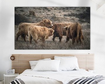 Schotse hooglanders in natuurgebied bij Wassenaar van Dirk van Egmond