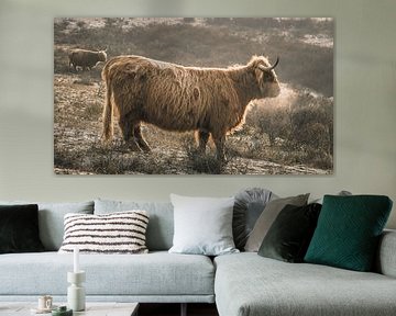 Schotse hooglander in natuurgebied Berkheide van Dirk van Egmond