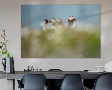Puffinclub van Elles Rijsdijk
