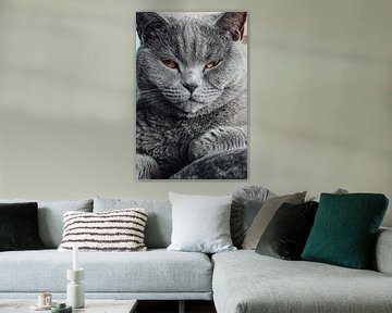 British shorthair by Dilek Kor