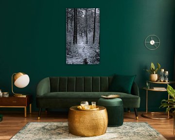 belle forêt d'hiver