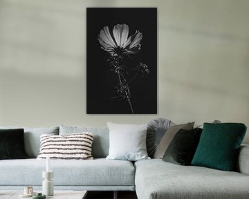 Cosmos bipinnatus Monochrome Flora by Imladris Images