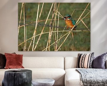 Kingfisher with fish in its beak