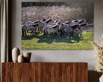 Group of wild konik horses Bemmelse waard