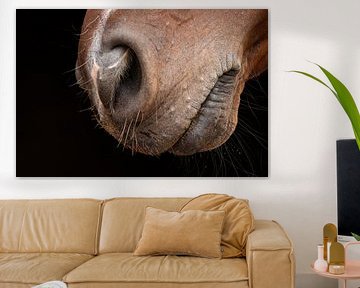 Horse nose