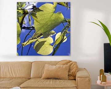 Glowing leaves in the spring sunlight by Silva Wischeropp